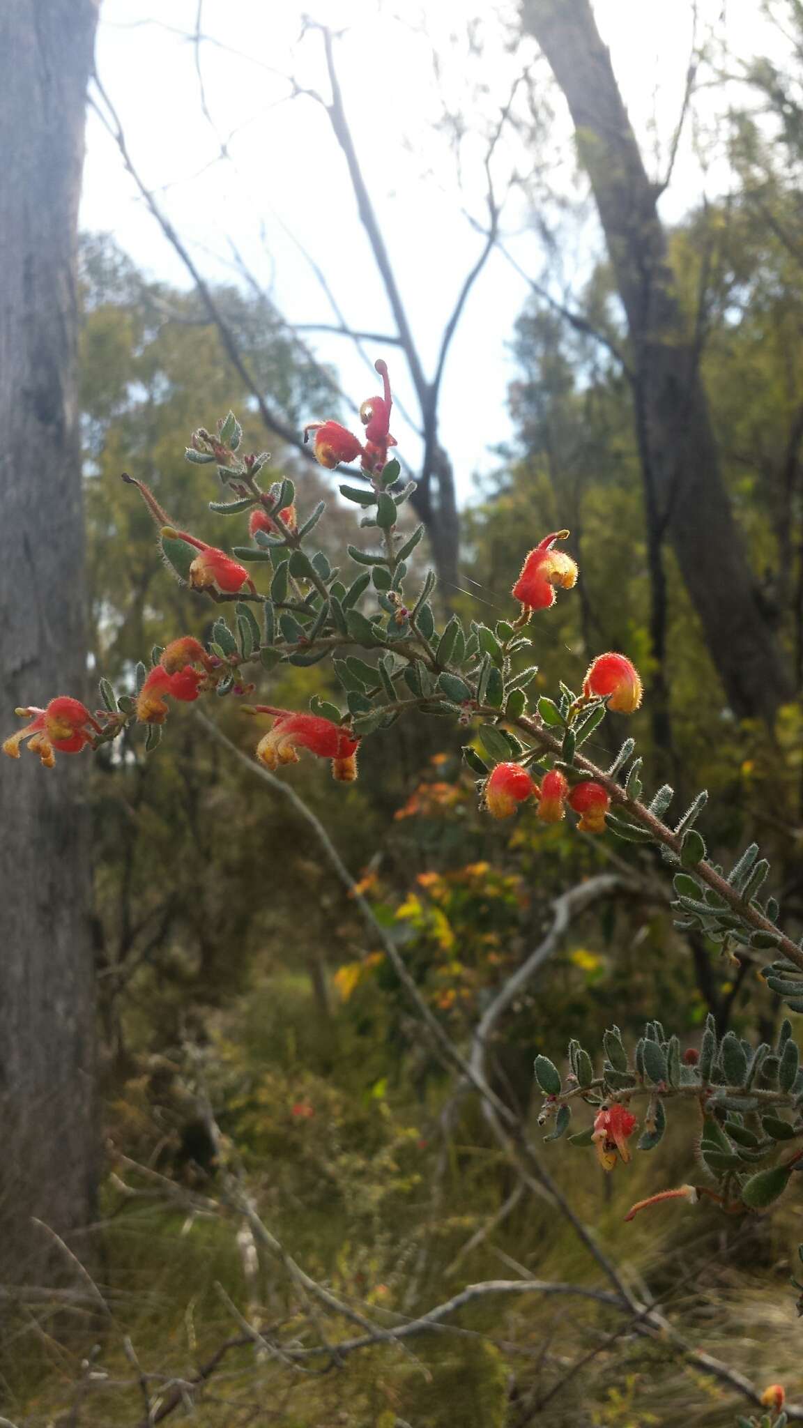 صورة Grevillea alpina Lindl.