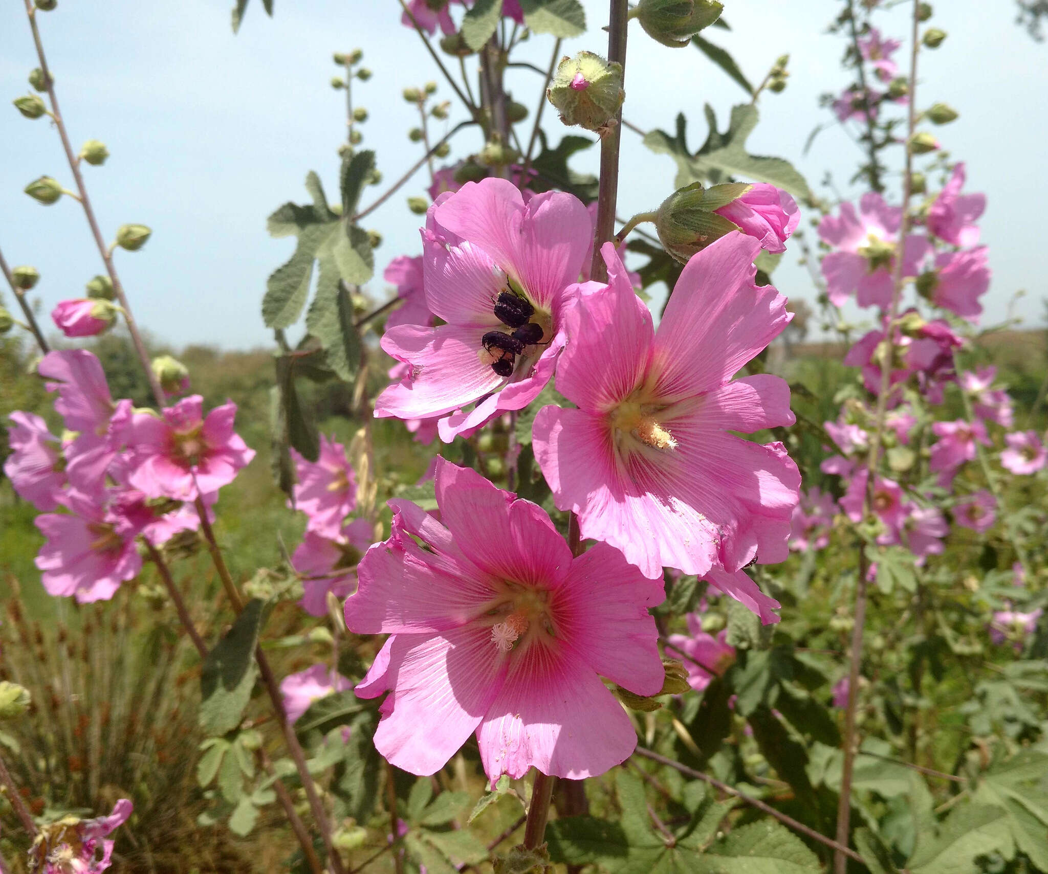 Image de Alcea dissecta (Baker) Zoh.