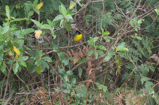 Image of Santa Marta Brush Finch