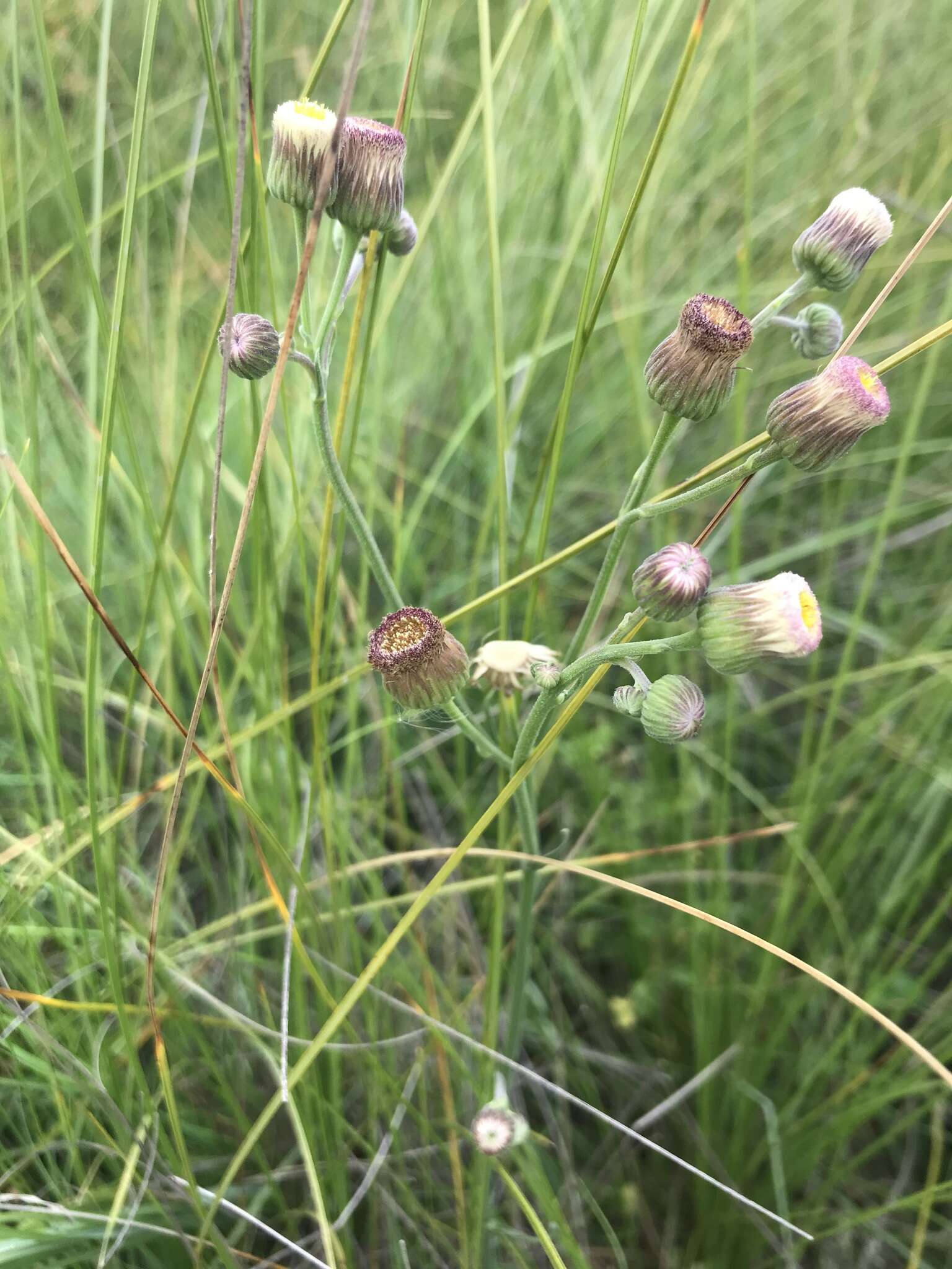 Слика од Erigeron primulifolius (Lam.) Greuter