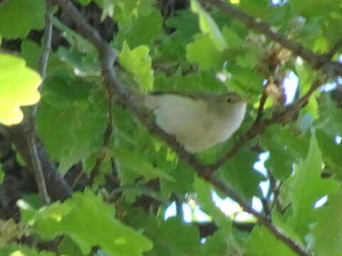 Слика од Phylloscopus bonelli (Vieillot 1819)