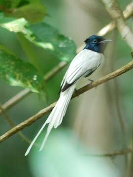 Image of Blyth's Paradise Flycatcher