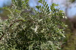 Image de Brongniartia lupinoides (Kunth) Taub.