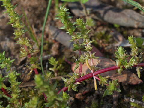 Image of Siberian pygmyweed