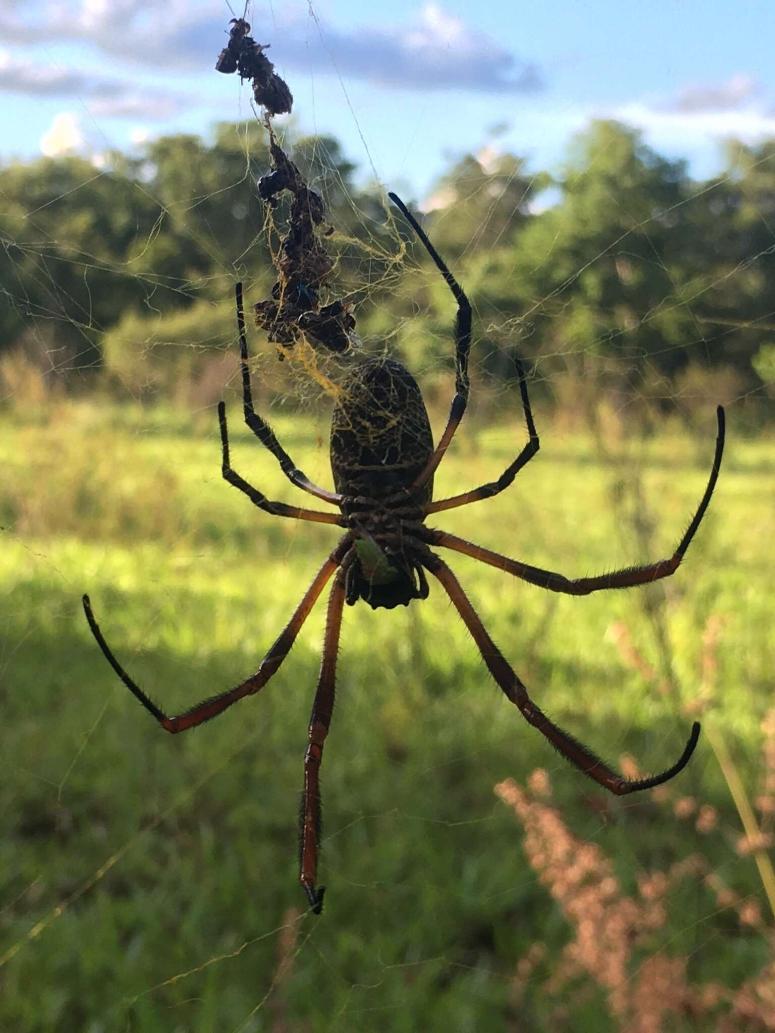 صورة Trichonephila sexpunctata (Giebel 1867)