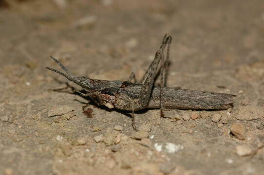 Image de Pyrgomorpha (Pyrgomorpha) bispinosa Walker & F. 1870