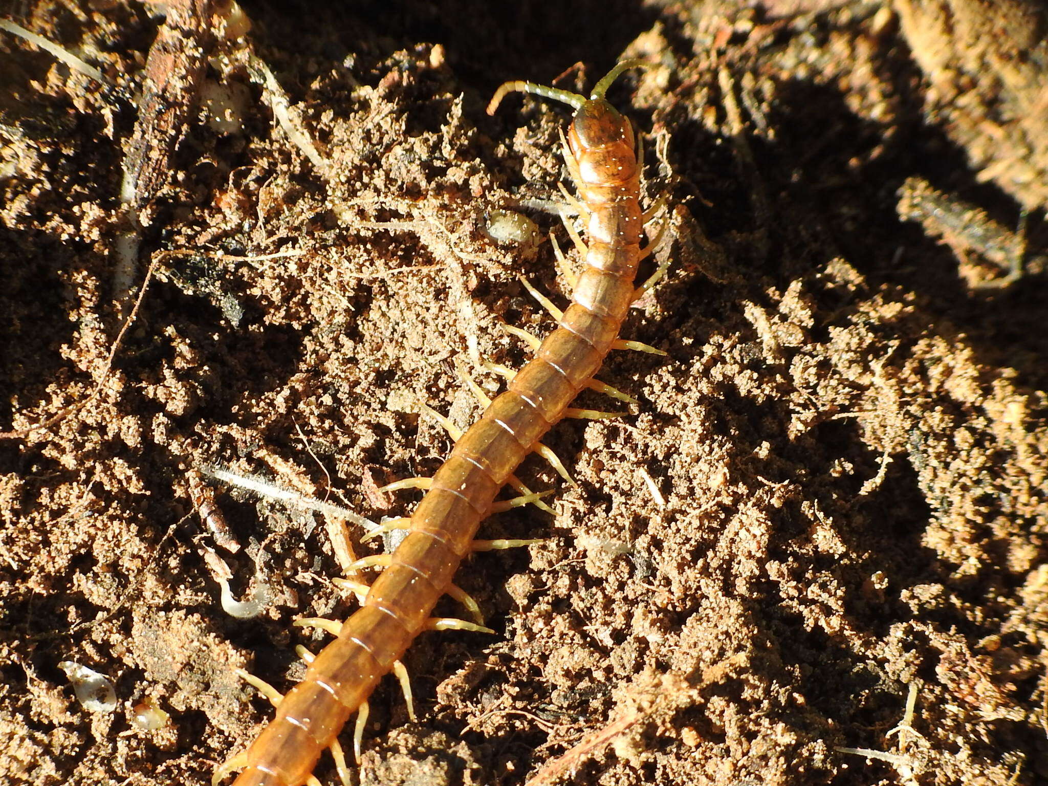 Image of Scolopendra oraniensis Lucas 1846