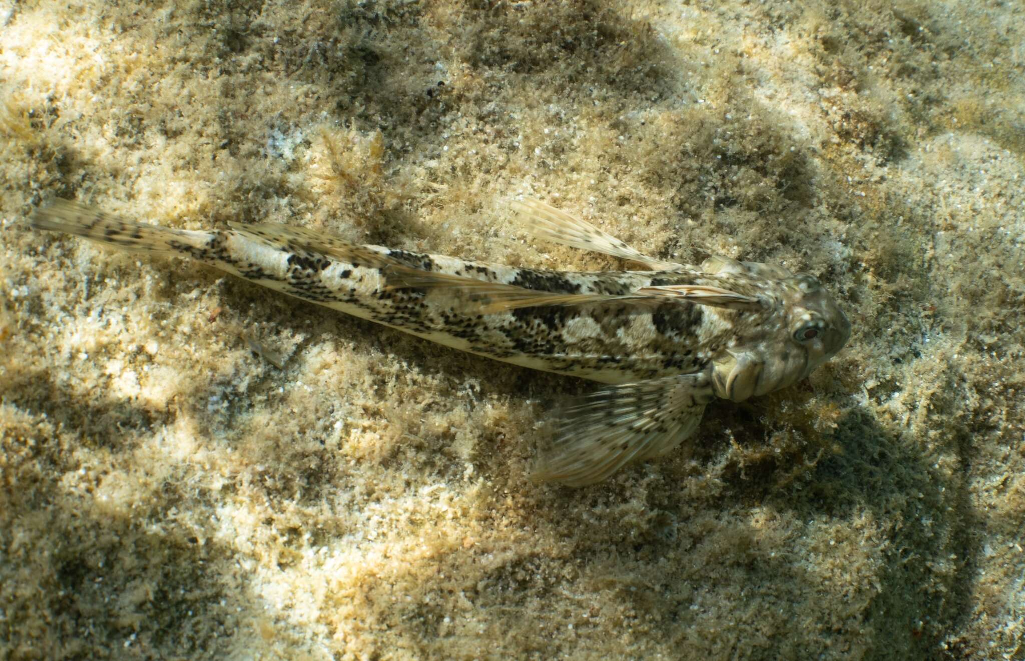 Image of Western Jumping Blenny