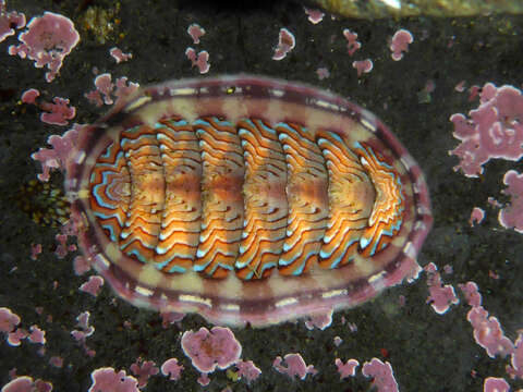 Image of Tonicella lokii R. N. Clark 1999