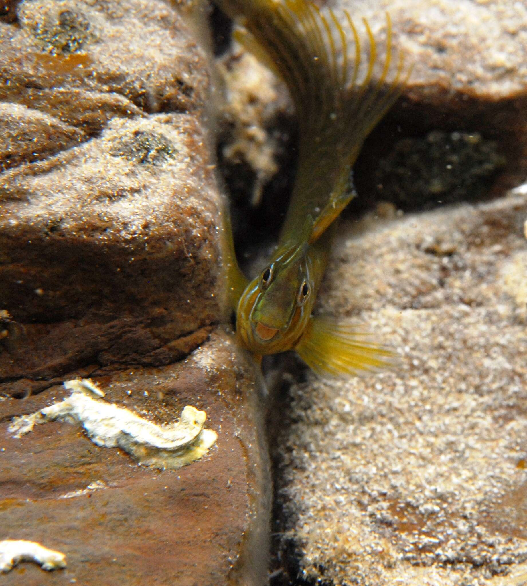 Image of Oyster Blenny