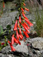 Image of firecracker penstemon
