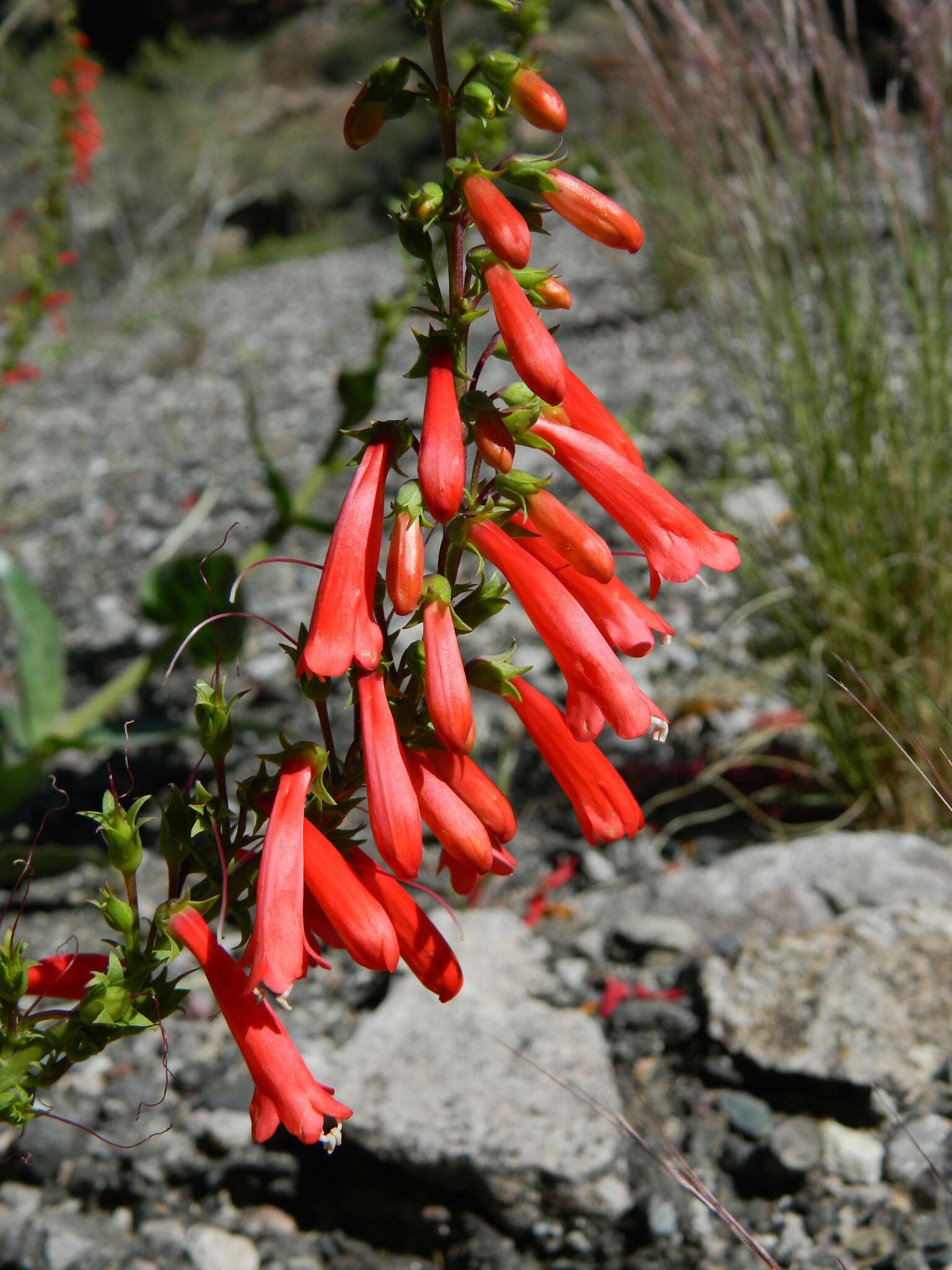 Image of firecracker penstemon