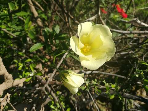 Image of desert rosemallow