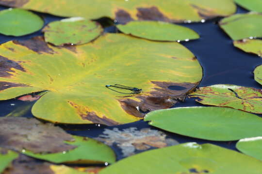 Image of Lilypad Forktail