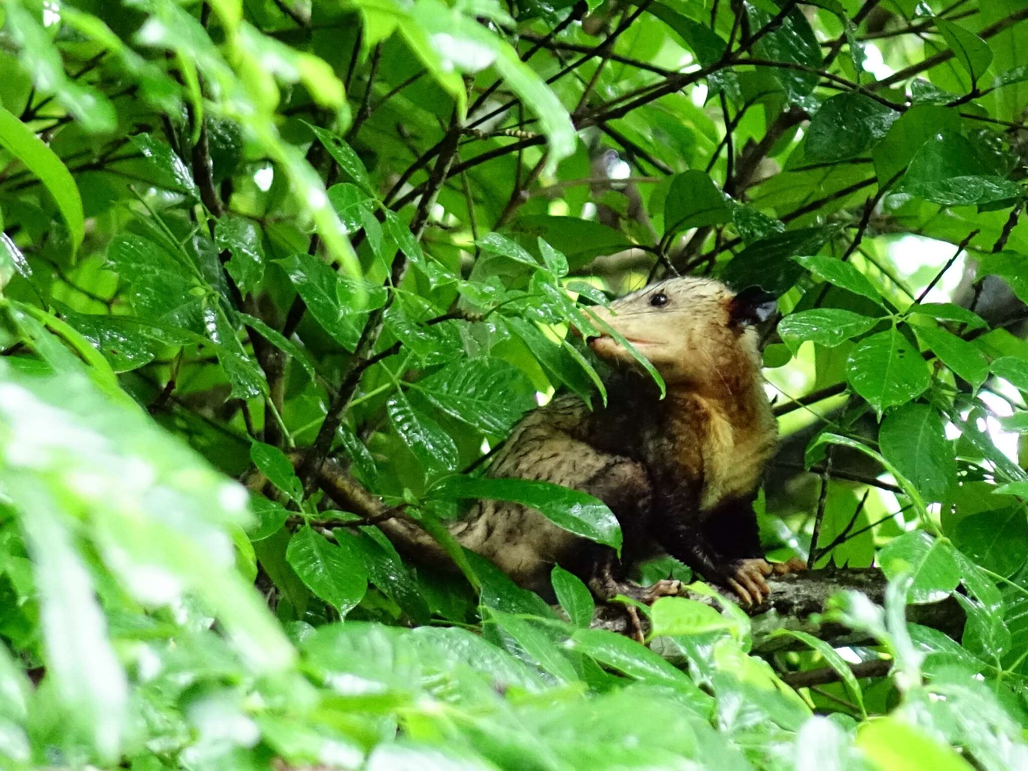 Image of Black-eared Opossum