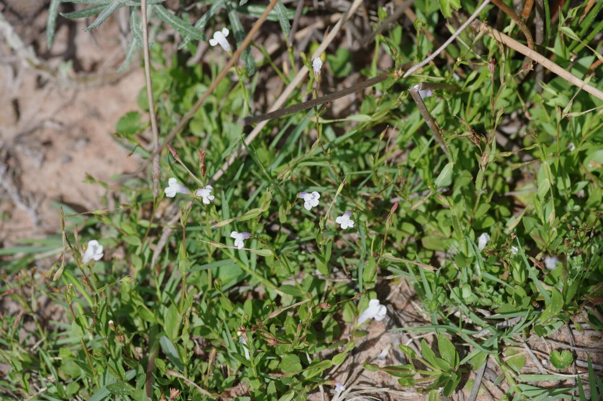 Image of Lindernia parviflora (Roxb.) Haines