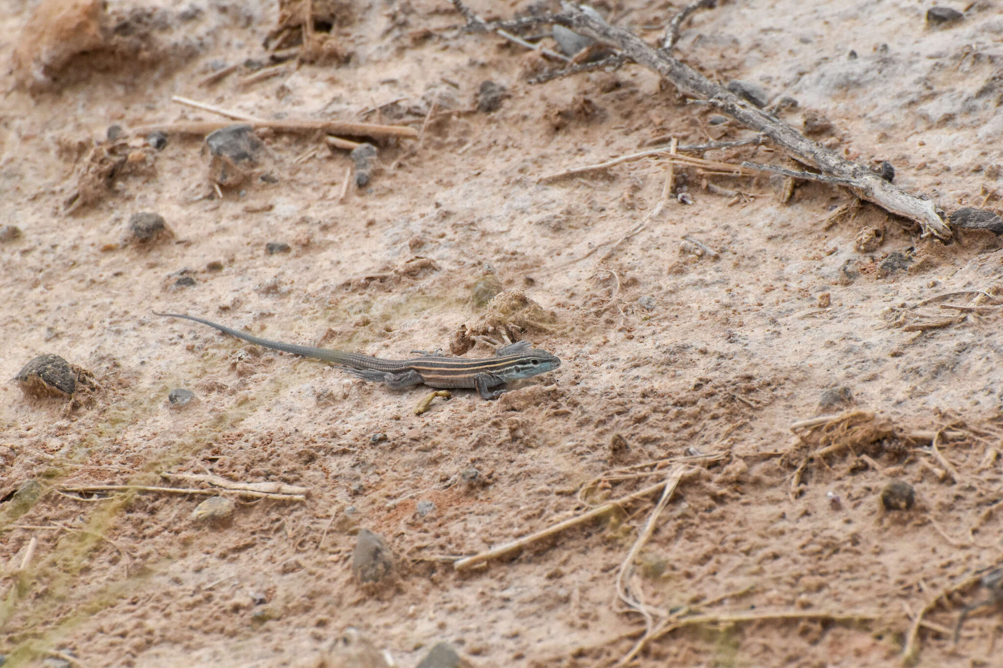 Image of Aspidoscelis inornatus (Baird 1859)