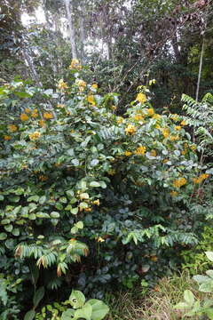 Senna latifolia (G. Mey.) H. S. Irwin & Barneby resmi