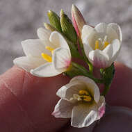 Image of Geissorhiza hispidula (R. C. Foster) Goldblatt