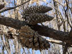 Imagem de Pinus attenuata Lemmon