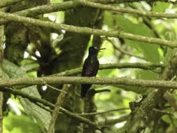 Image of Blue-throated Starfrontlet