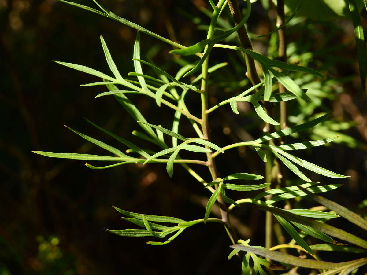 Слика од Solanum angustifidum Bitter