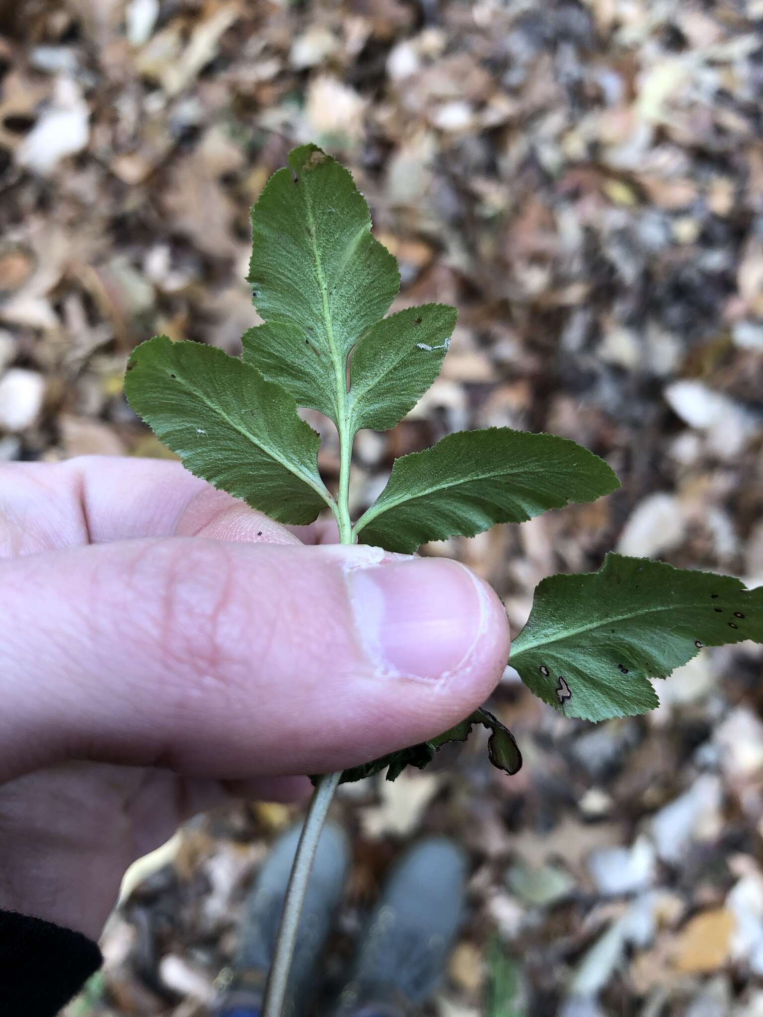 Sivun Sceptridium biternatum (Savigny) Lyon kuva