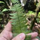 Image of fourleaf maidenhair