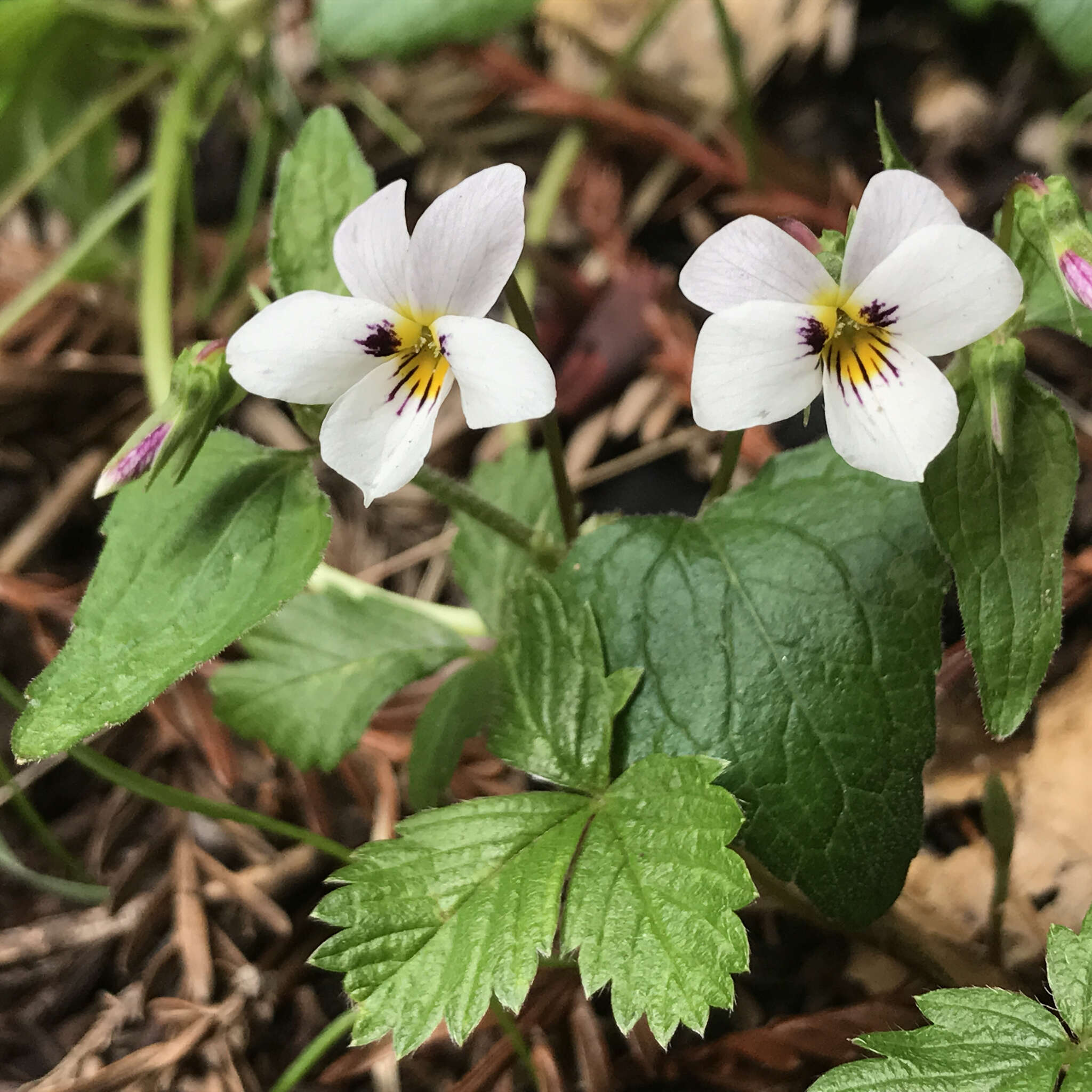 صورة Viola ocellata Torr. & Gray