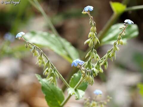 Слика од Brunnera orientalis (Schenk) I. M. Johnst.