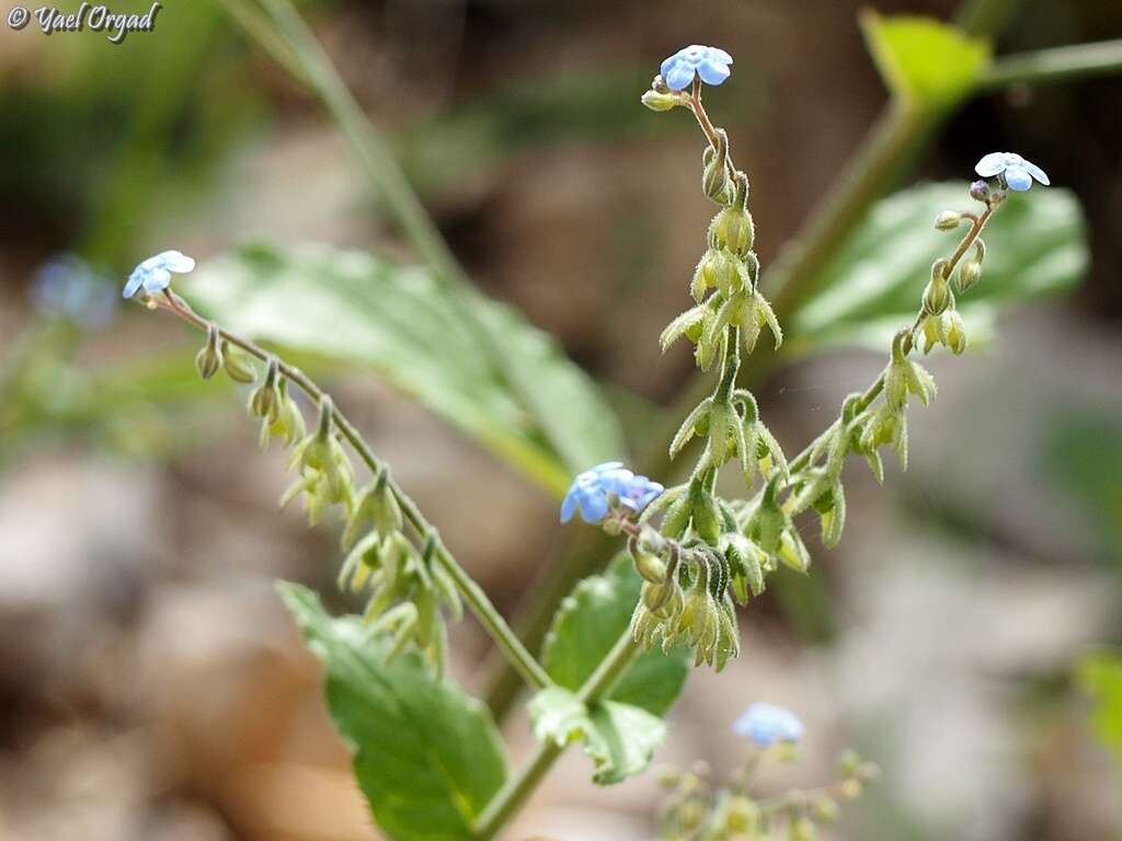 Plancia ëd Brunnera orientalis (Schenk) I. M. Johnst.