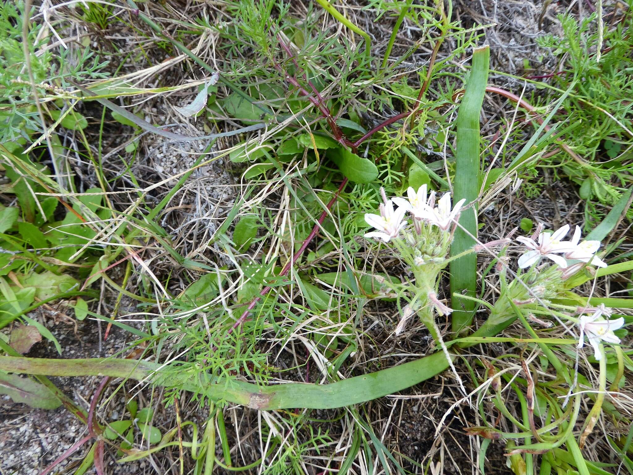 Слика од Trachyandra hispida (L.) Kunth