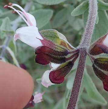 صورة Syncolostemon incanus (Codd) D. F. Otieno