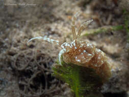 Plancia ëd Spurilla dupontae Carmona, Lei, Pola, Gosliner, Valdés & Cervera 2014