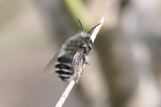 صورة Anthophora alluaudi Pérez 1902