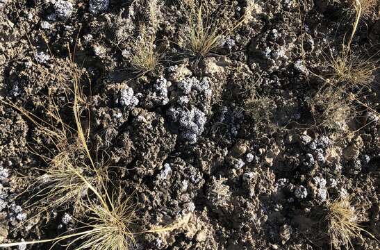 Image of cerebral fishscale lichen