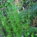 Image of Baloskion tetraphyllum subsp. meiostachyum (L. A. S. Johnson & O. D. Evans) B. G. Briggs & L. A. S. Johnson