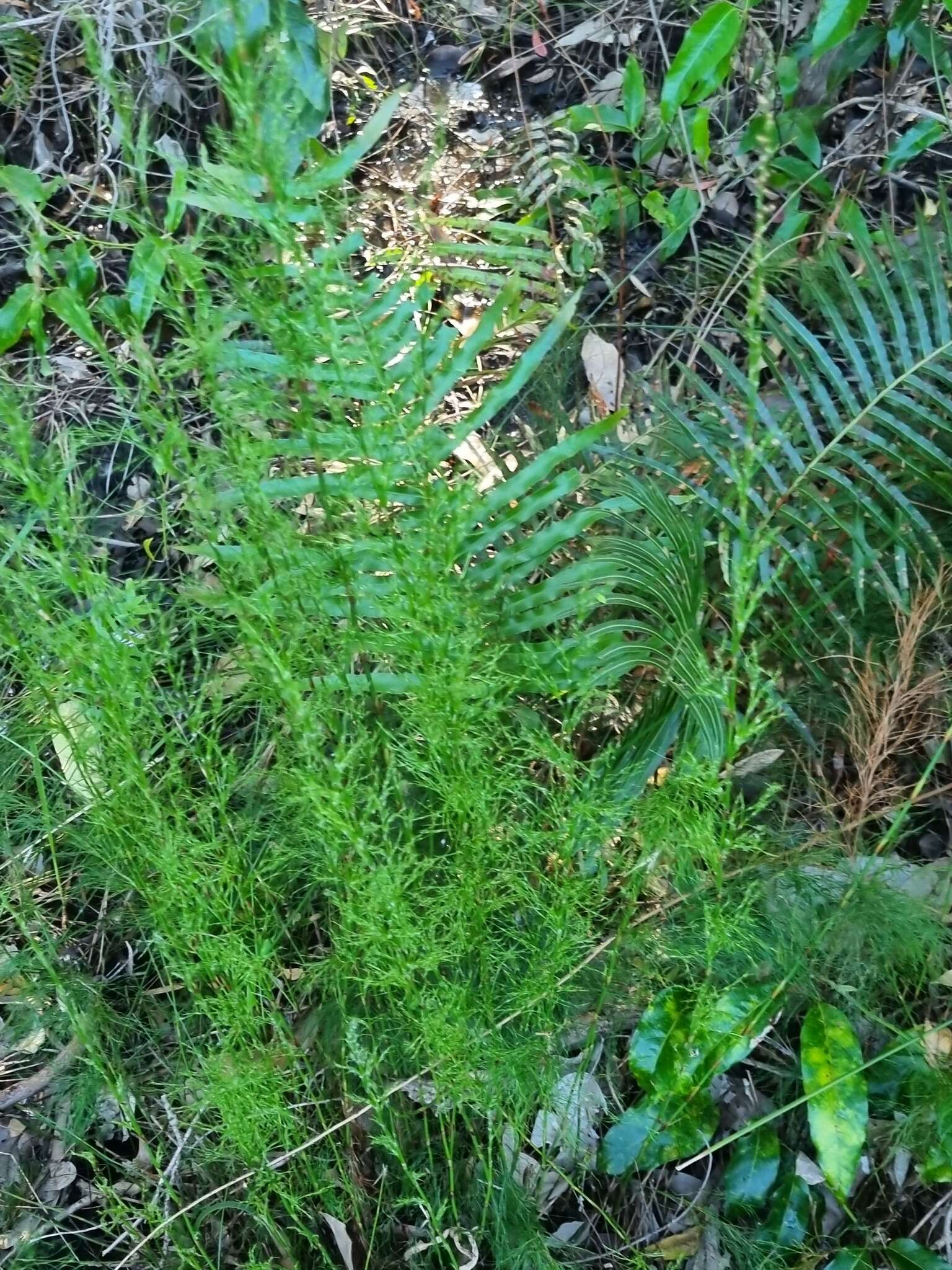 Image of Baloskion tetraphyllum subsp. meiostachyum (L. A. S. Johnson & O. D. Evans) B. G. Briggs & L. A. S. Johnson