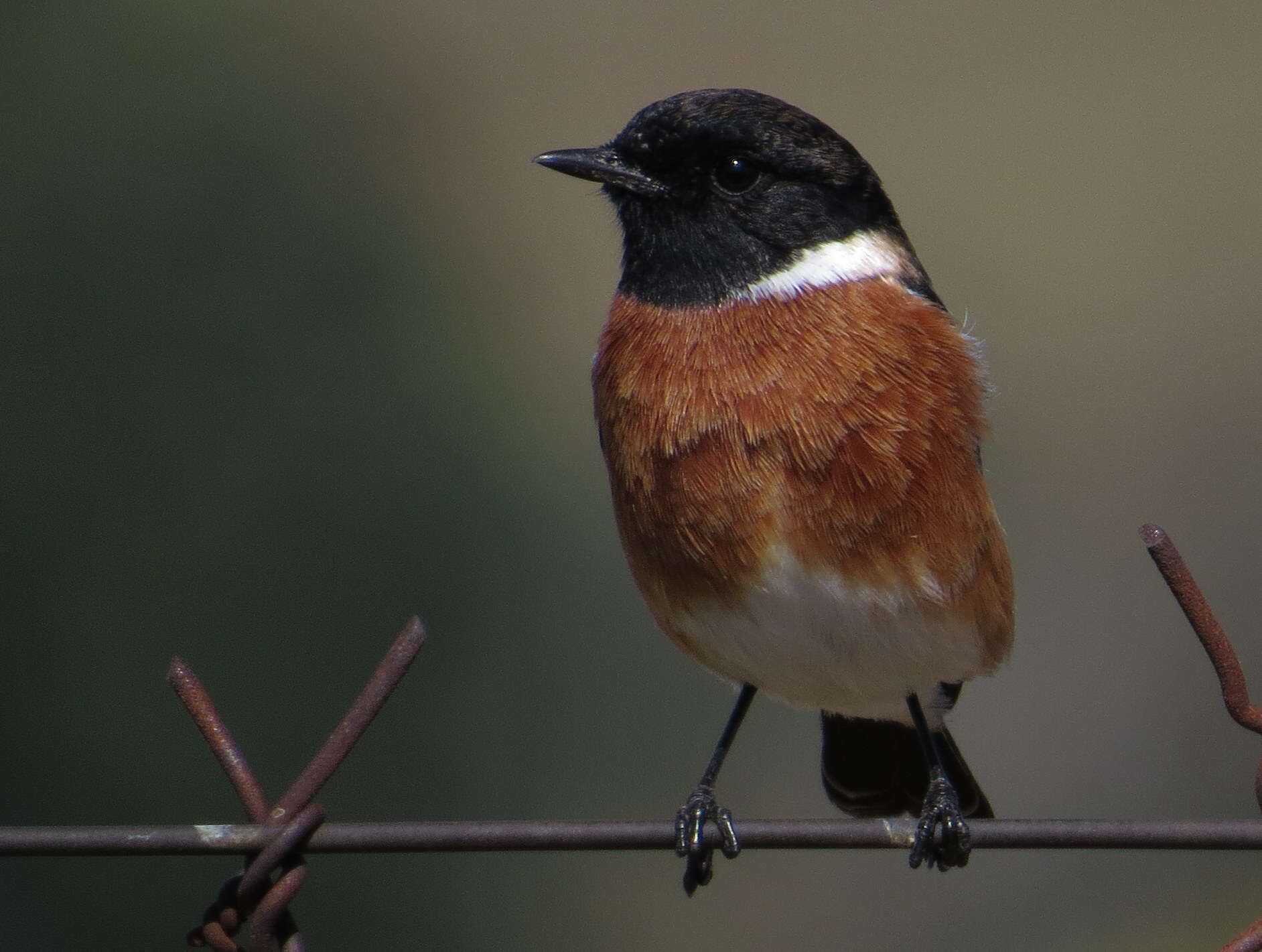 Image of African Stonechat