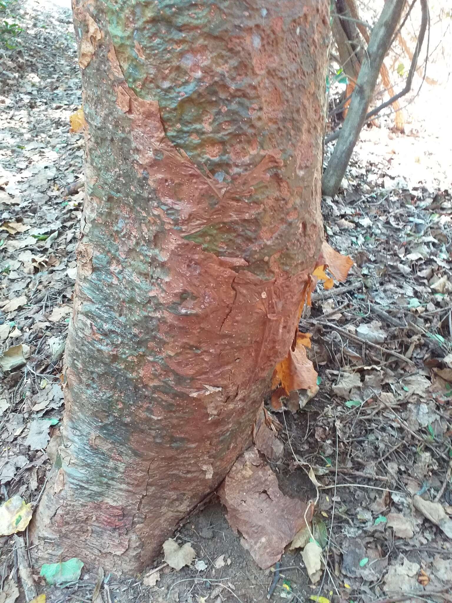 Image of Commiphora harveyi (Engl.) Engl.