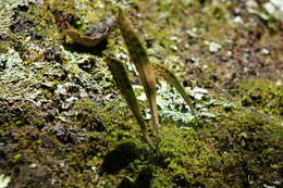 Image of redscale scaly polypody