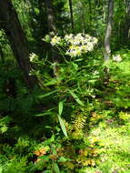 Imagem de Doellingeria umbellata (Mill.) Nees