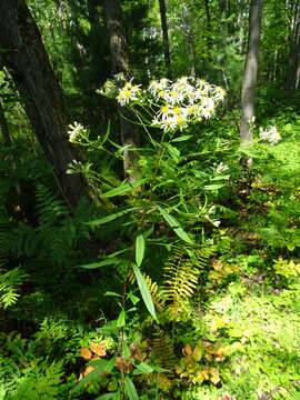 Image of parasol whitetop