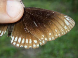 Image of <i>Euploea core godartii</i>