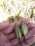 Sivun Epidendrum ibaguense Kunth kuva