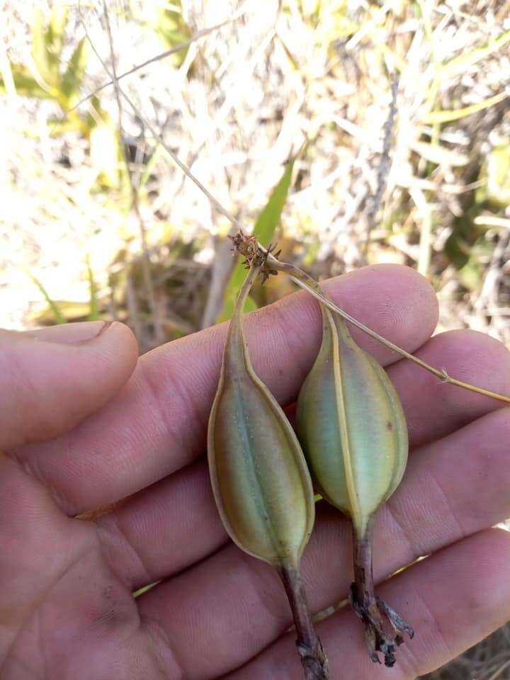 Sivun Epidendrum ibaguense Kunth kuva