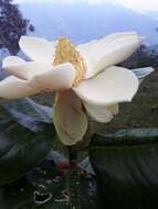 Image de Magnolia yarumalensis (Lozano) Govaerts