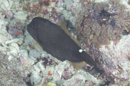 Image of Honeycomb Filefish