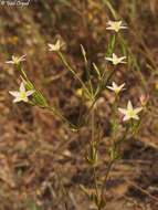 Image of Yellow centaury