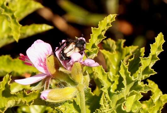 Imagem de Pelargonium glutinosum (Jacq.) L'Her.